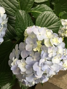 20150614_075114171_iOS